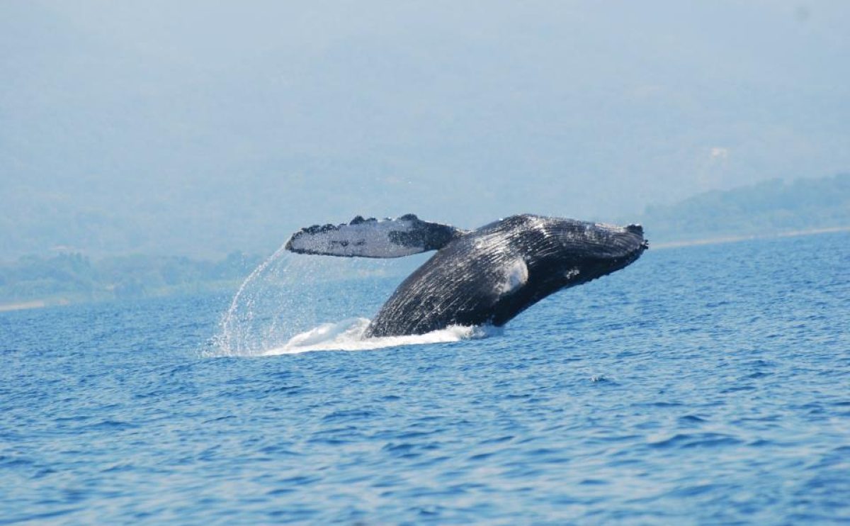 parque-marino-ballena-costa-rica-uvita