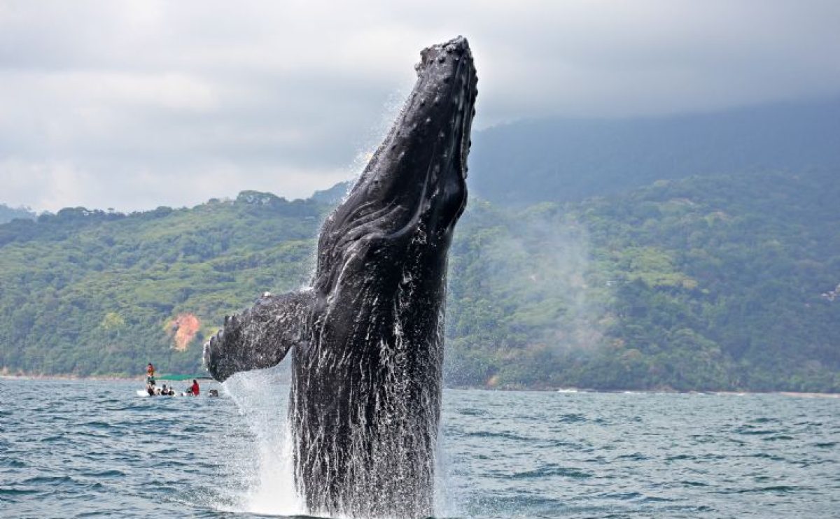 full-Humpback-whale-breaching-marino-ballena-nat-park