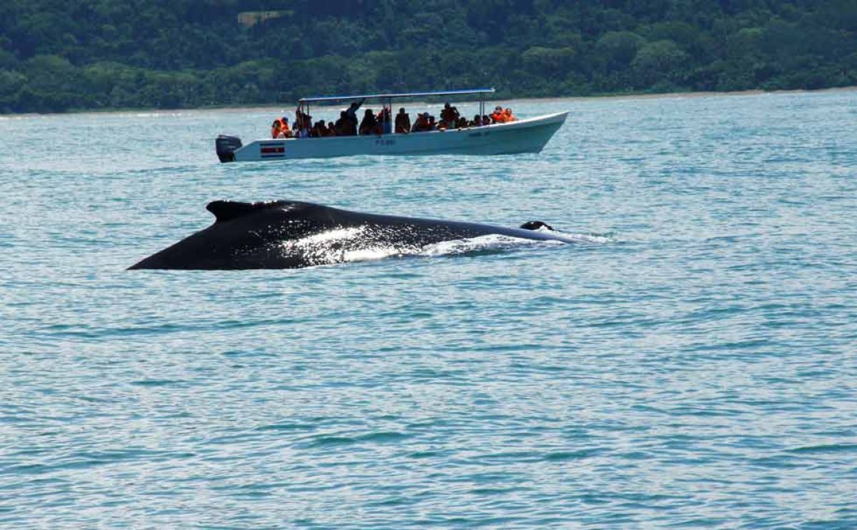 whale-watching-costa-rica-980-862