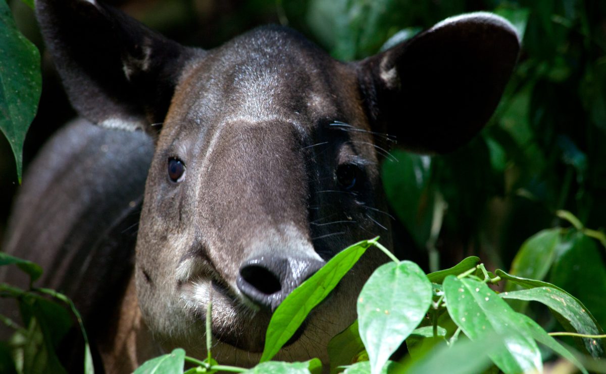 tapir-corcovado-costa-rica